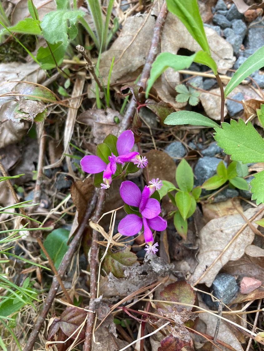 Fringed polygala (gaywings) emerges from the forest floor in May, adding a purple punch to woodland trails.